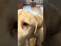 リオ君食べ方怖い…😭😭笑#保護犬 #ラブラドールレトリバー #ラブラドール #保護犬との暮らし #犬のいる生活 #犬のいる暮らし #dog #dogshorts