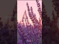 平井 大 / Anniversary(Lyric Video)#Shorts #平井大 #LOVE+PEACE