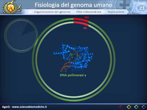 Video: Quanto del genoma umano è brevettato?