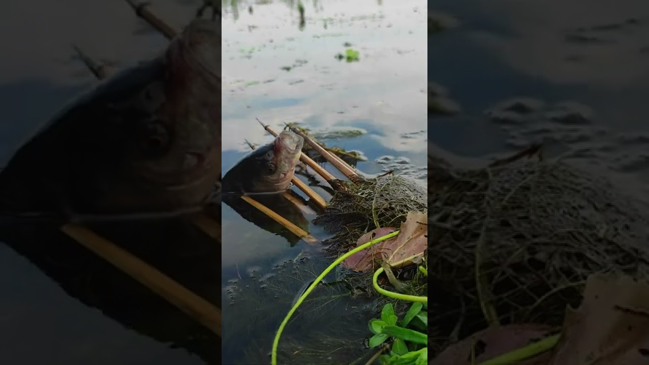Traditional Tata fishing method from flood water.