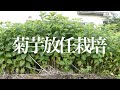 菊芋 放任栽培　Jerusalem artichoke free-range cultivation