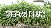家庭菜園 今 巷で話題沸騰中の菊芋栽培の経過 中耕 土寄せ 剪定 追肥 誘引 Youtube