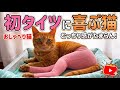 【おしゃべり猫】初めてのタイツに大喜び！熱弁が止まらない茶トラうめしゃん😽