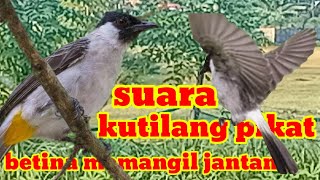 kutilang betina memangil jantan mp3 suara pikat kutilang liar pasti turun dengerin suara ini