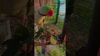 funny video #parrots # parrotlovers#funnyshorts #nature