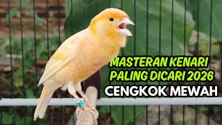 Terbukti AMPUH!! Terapi Kenari Macet Bunyi Paling Ampuh 2026 - 3 Hari Bunyi Lagi!
