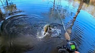 My best Murray cod fishing session all year