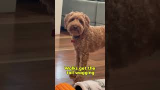 Does Max the Labradoodle want to go for a walk?  #dog #labradoodle #puppy