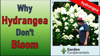 Why Hydrangeas Don't Bloom   And What to Do About It