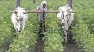 Cotton cultivation practices - Express TV