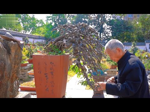 Video: Cây làm vườn Trung Quốc - Cách Tạo Phong cách Khu vườn Trung Quốc