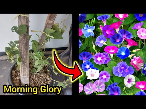 Video: Perawatan Tanaman Morning Glory - Bagaimana Dan Kapan Menanam Morning Glory