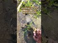 #Sumedang#batu viral#lubang pasak#PILAR#sejarah#peradaban#NUSANTARA#INDONESIA#Hutan#SHORT youtube
