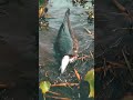 🐟We are so tuff #fishing #bassfishing #shortsfeed #youtubeshorts #fish #amazingfishing 🌉🛀🚣🏞️🐬