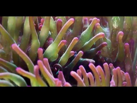 Нерест Amphiprion ocellaris