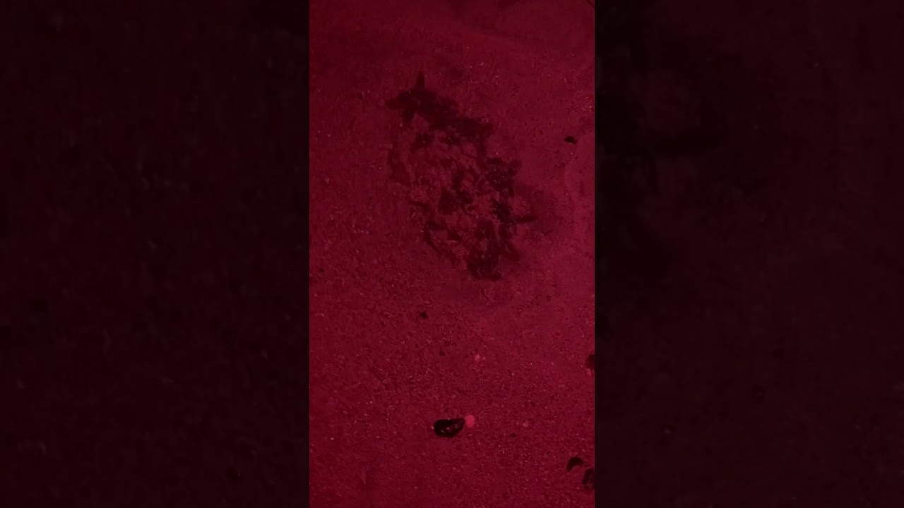 Sea turtles hatching Edisto beach 