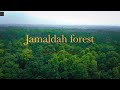 Jamaldah forest   drone viewbs explore