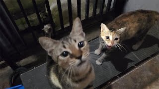 Kasih Makan Kucing