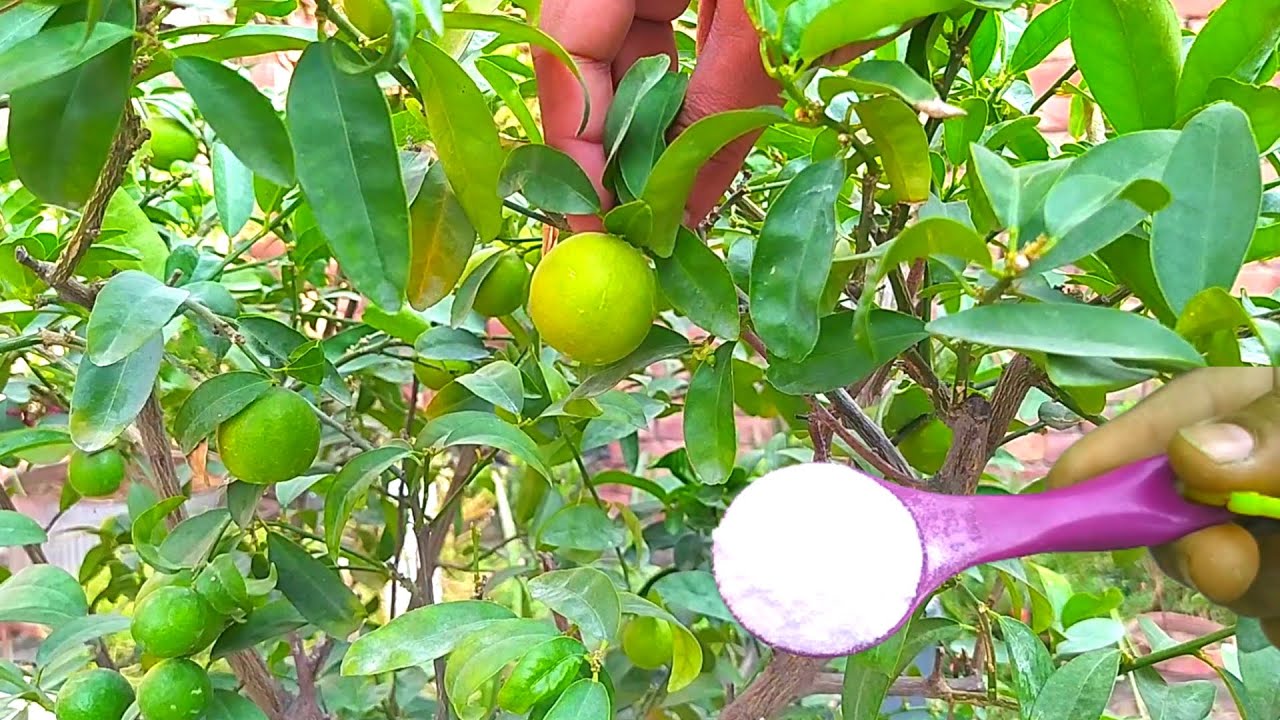 Best Fertilizer For Lemon Plant Asan Gardening YouTube