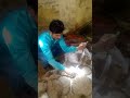 Cobra 🐍 snake rescue Bulandshahr सैदपुर#nature #snakevideo