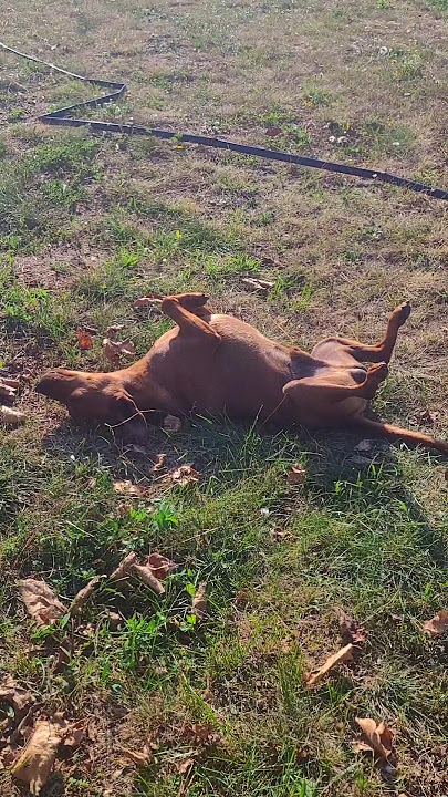 Kakvi su ovo neki novi momenti??? 😂 #dog #funnydogs #doglove #dogsworld