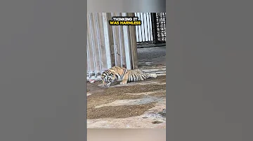 Never Mess With A Tiger Cub 