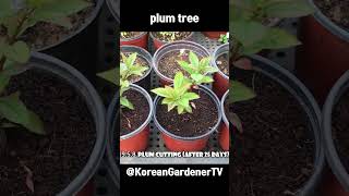 자두나무 가지로 번식해보기🌱ㅣGrowing Plum Trees From Cuttings #grow