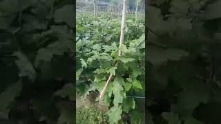 Brinjal Plant /growth and Harvesting/Assam/Ball/price 25 screenshot 1