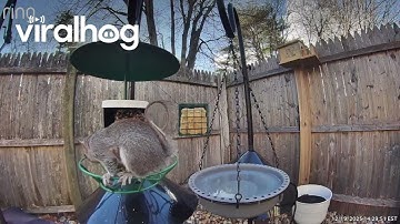 Just When You Think You Finally Squirrel-Proofed Your Bird Feeder || ViralHog