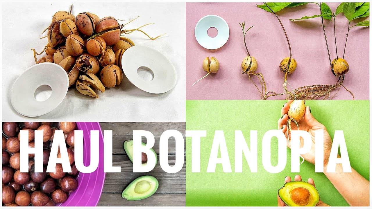 Haul per  Avocado 🥑 Botanopia 🥑 Serena GingerBread