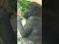 チビゴリラのキンタロウは、横顔がめちゃくちゃ可愛い♪【京都市動物園】 #Shorts