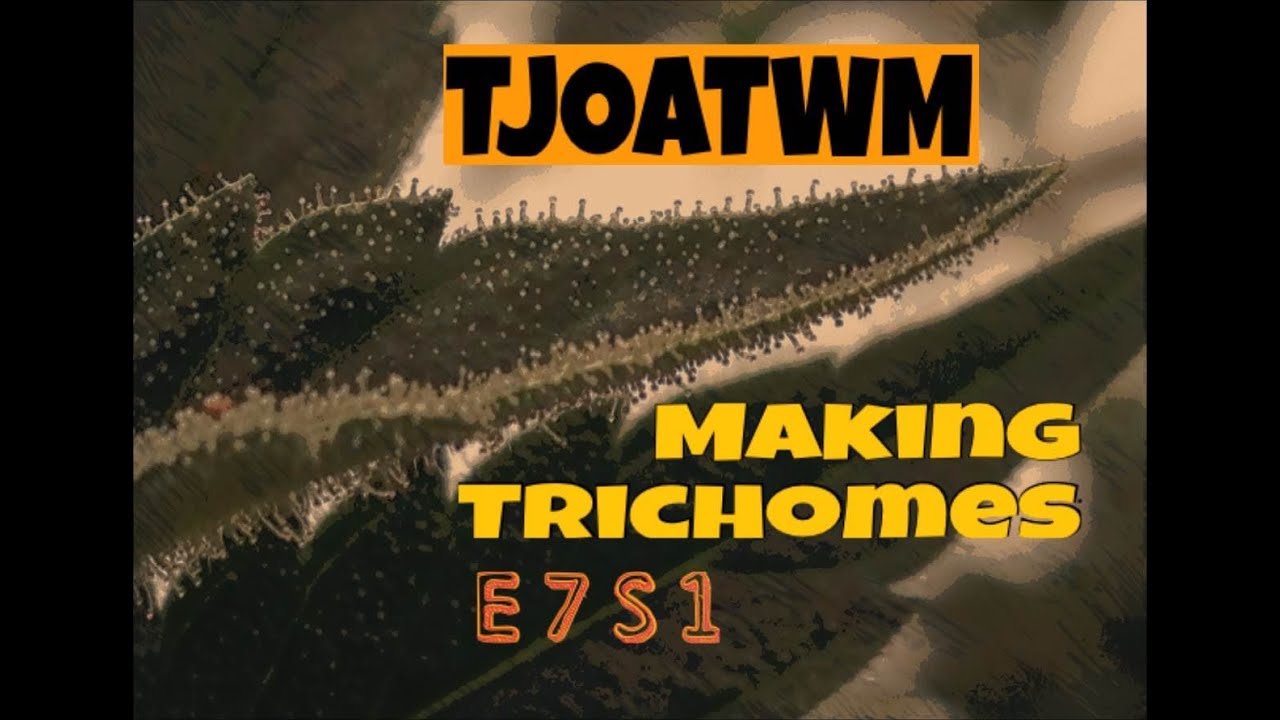 TJOATWM E7 S1  - Making Trichomes  -
