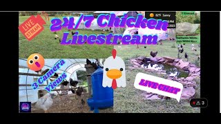 24/7 Chicken Livestream & Chat - Dog & Cat TV - Nature