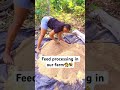 Grace and passion 👌👩‍🌾💐 #foryou #pig #minivlog #pigfeed #animals #lifeisbutadream #shortvideo