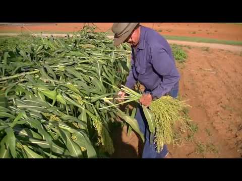 Gary Jones Working Broomcorn