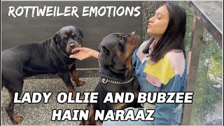 Lady Ollie And Bubzee Huye Naraaz: Emotional Moments Of Rottweilers With Owners |Emotional Pet Video