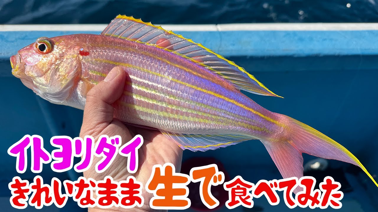 美しい色味の「イトヨリダイ」、せっかくだから生で食べてみた