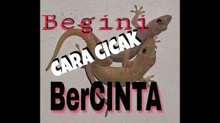 Ternyata begini cara cicak kawin....