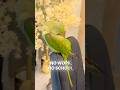 Just EAT, Just SLEEP, Just POOP 🦜 #birds #fyp #fypシ #viral #love #parrotlover #parrots #cute #funny