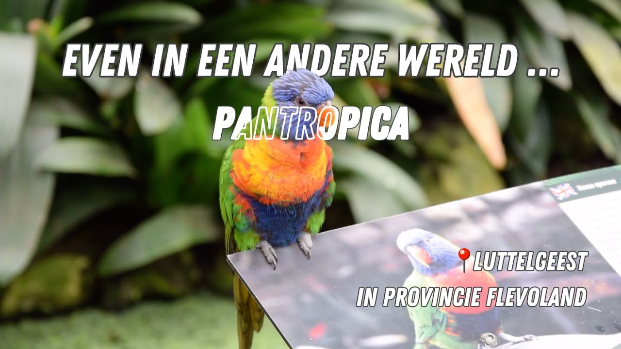 Pantropica - 🦋 Even in een andere wereld 🦜 - Mini-documentaire