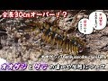 【全長30cmオーバー！？】巨大オオゲジの飼育環境紹介＆捕食観察