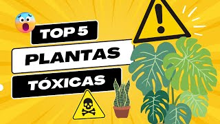 ¿PLANTAS QUE PUEDEN MATAR ☢️ ¡Cuidado con ellas