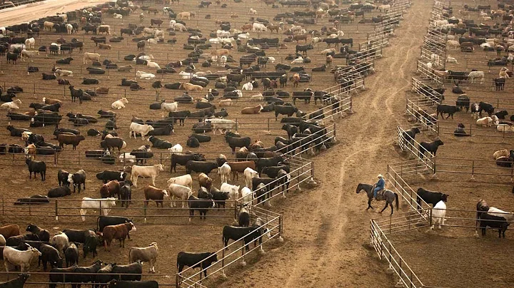 American Ranchers Raise 30,1 Million Beef Cattle This Way - American Cow Farm - DayDayNews