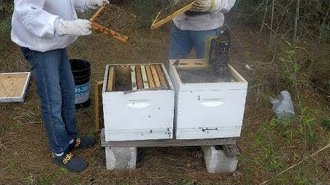 Splitting Judes Beehive - Finding Swarm Cells