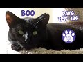 Training And Socializing A Feral Cat * Part 15 * Days 127 - 136 * Cat Video Compilation