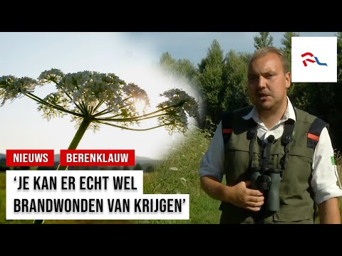 Video: Hoe gevaarlijk is berenklauw?