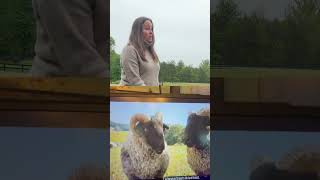 This Movie is basically a documentary about my sheep Part 2 #accurate, #funny #farmlife #sheep