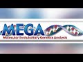 Phylogenetic Tree Construction Quiz