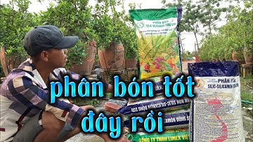 bón phân silic cho quất giai đoạn lộc 2, cách chăm sóc quất cảnh, quất tết