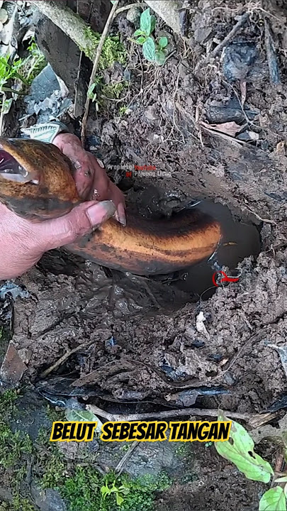 Belut 1,5 Kg berhasil di angkat #shorts #mancing #fishing #bigeel